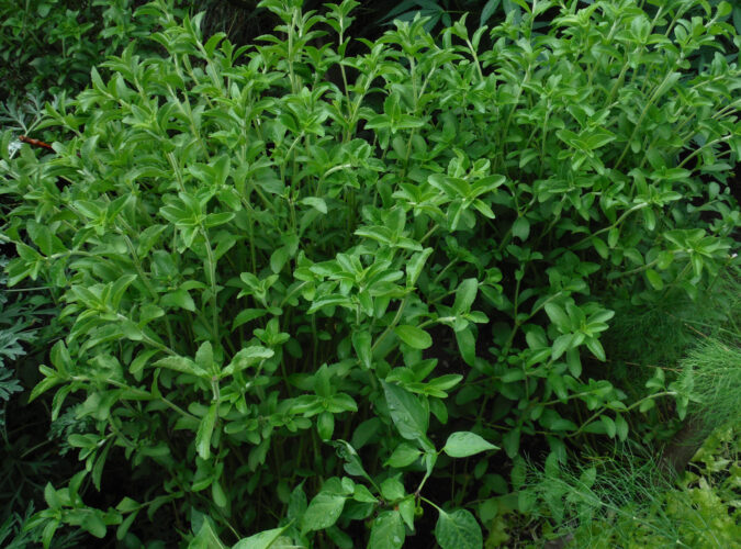 All About Growing the Stevia Plant